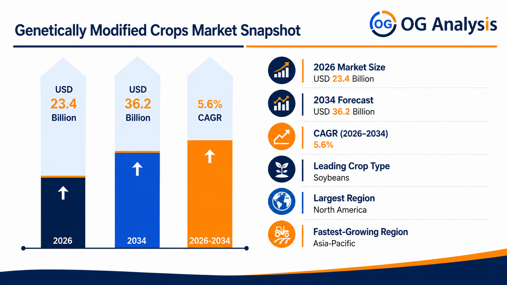 Infographic image for Genetically Modified Crops Market by OG Analysis, showing market growth from USD 23.4 billion in 2026 to USD 36.2 billion by 2034, with a highlighted CAGR of 5.6%. The chart represents demand growth across biotech seeds, herbicide-tolerant crops, insect-resistant crops, stacked-trait varieties, and climate-resilient crop production.